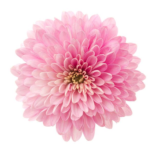 pink flower on white background