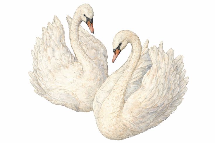 vintage illustration swans 🦢🦢